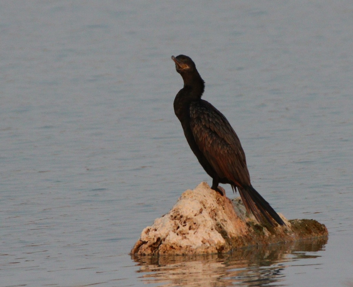 Neotropic Cormorant - Darlene Feener