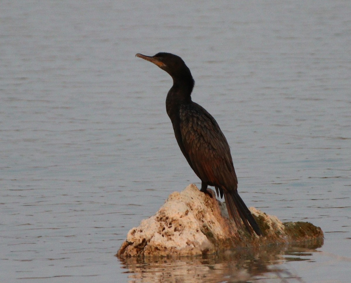 Cormoran vigua - ML273007101