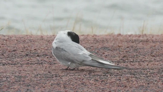 Arctic Tern - ML273007291