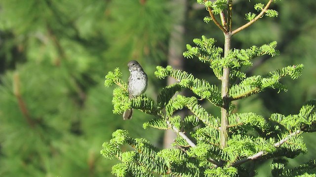 Fox Sparrow (Thick-billed) - ML273007381