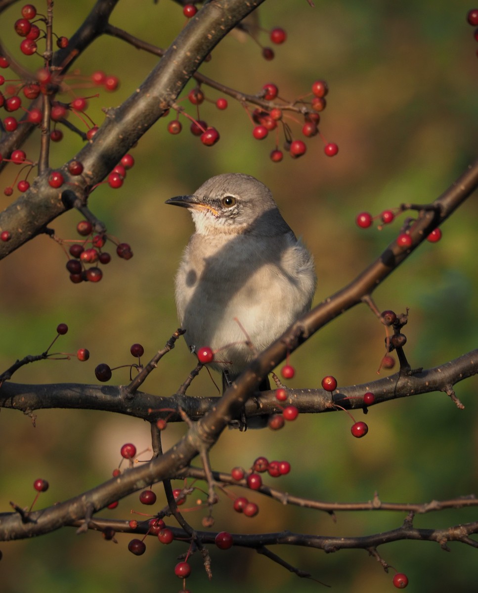 Northern Mockingbird - ML273010471