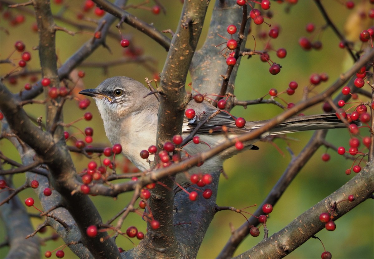 Northern Mockingbird - ML273010531