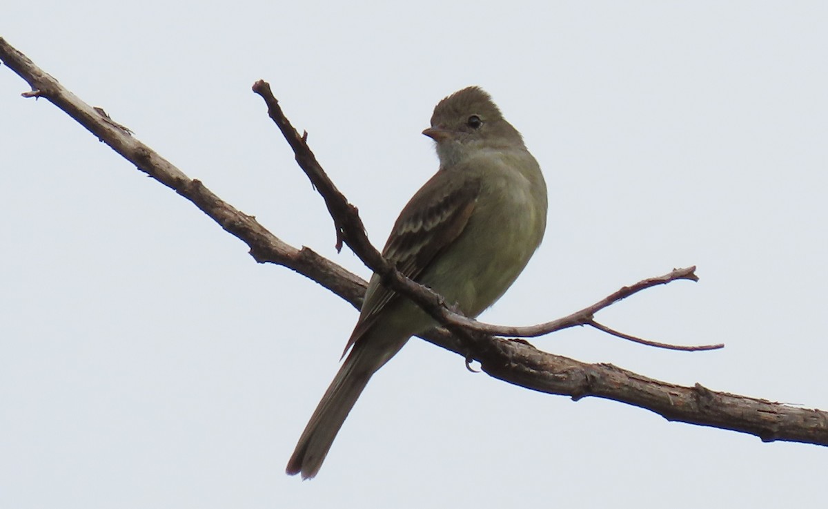 Lesser Elaenia - Juan Pablo Arboleda