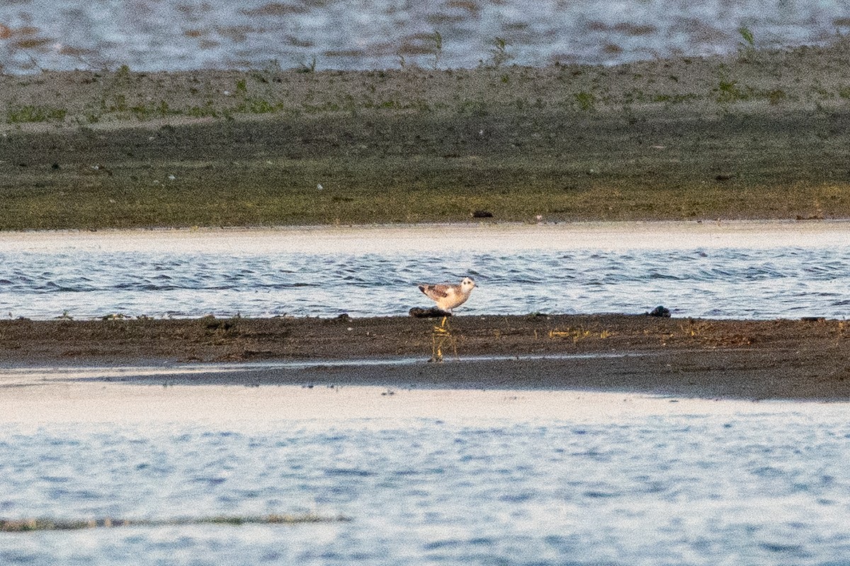 Bonaparte's Gull - ML273012301