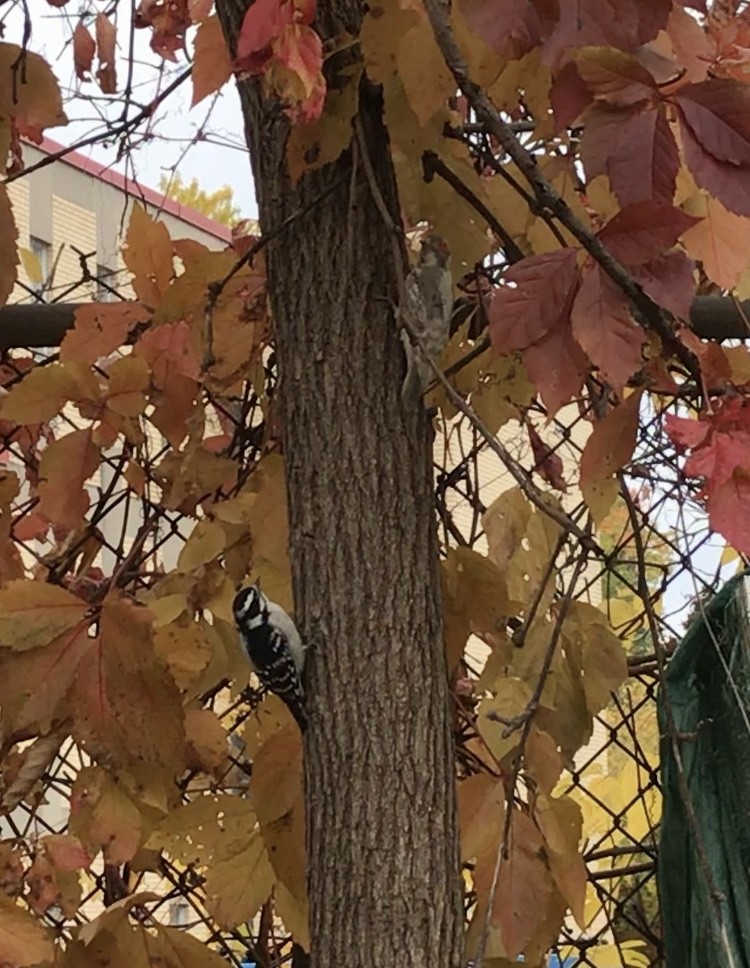 Downy Woodpecker - ML273012621