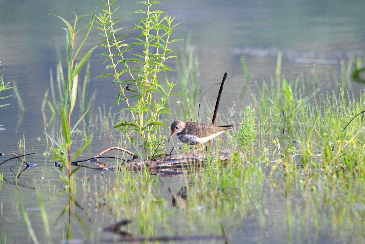 Spotted Sandpiper - ML273012841