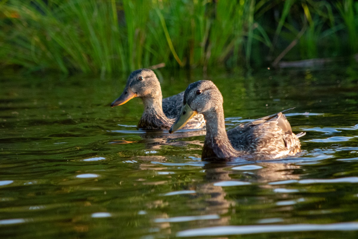 Mallard - ML273013001