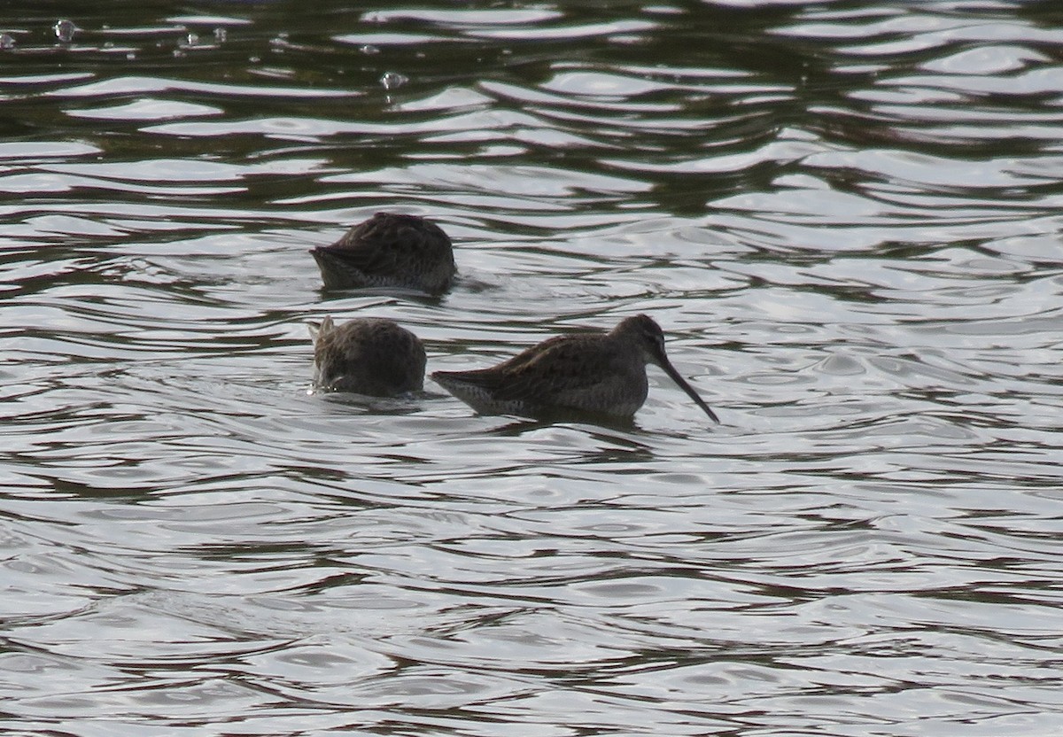 Long-billed Dowitcher - ML273013361