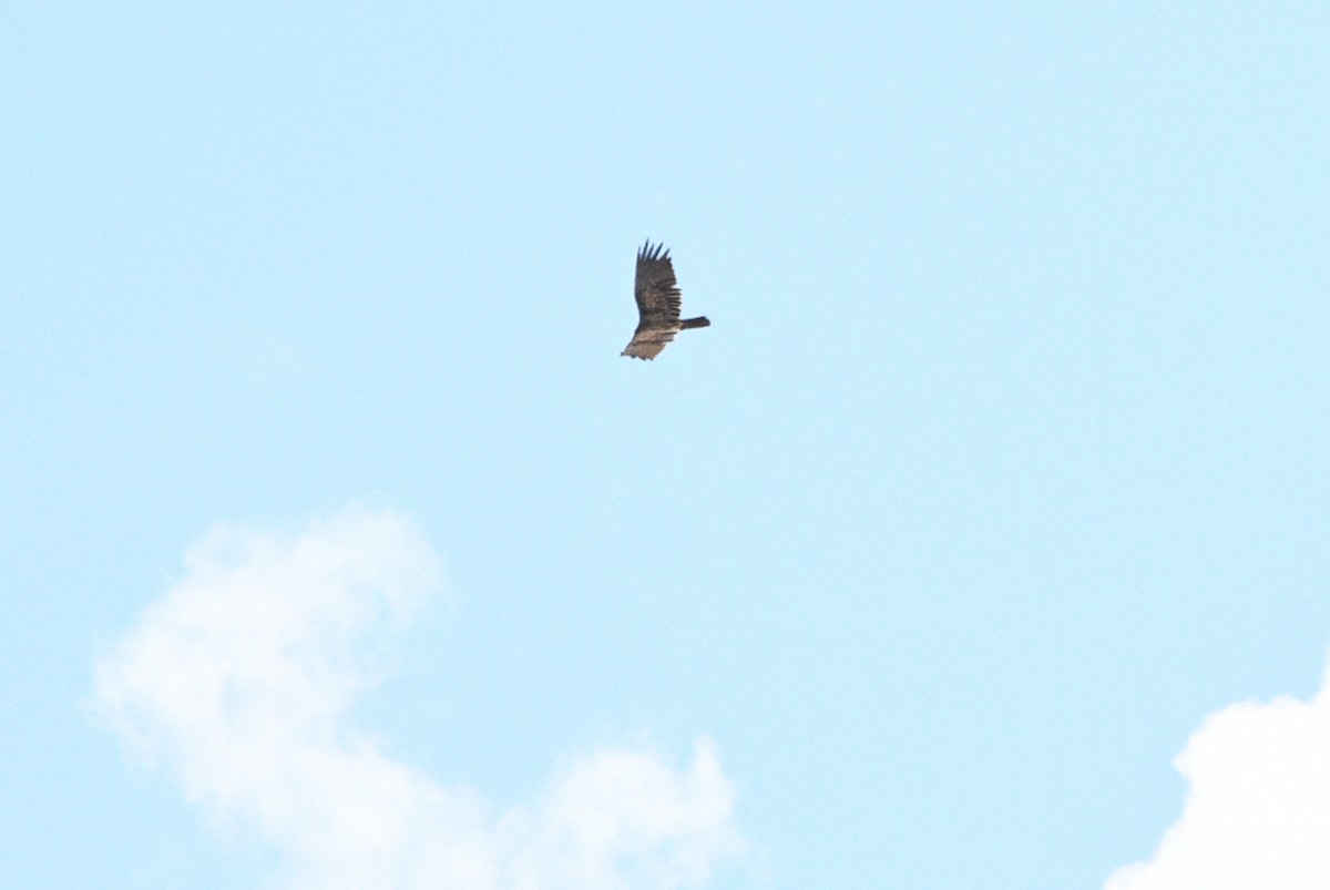 Turkey Vulture - ML273013591