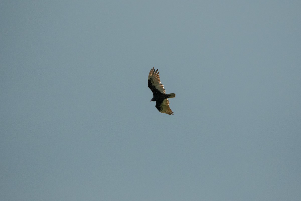Turkey Vulture - ML273013601