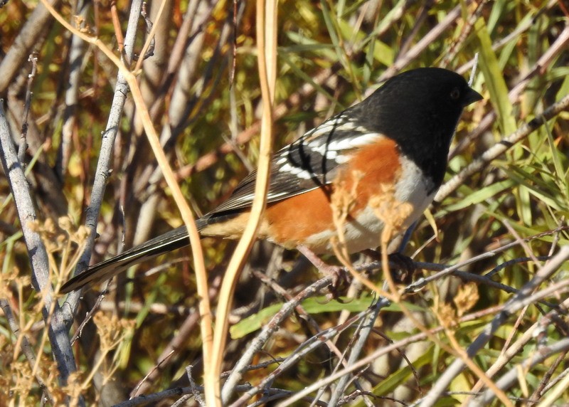 Spotted Towhee - ML273013761
