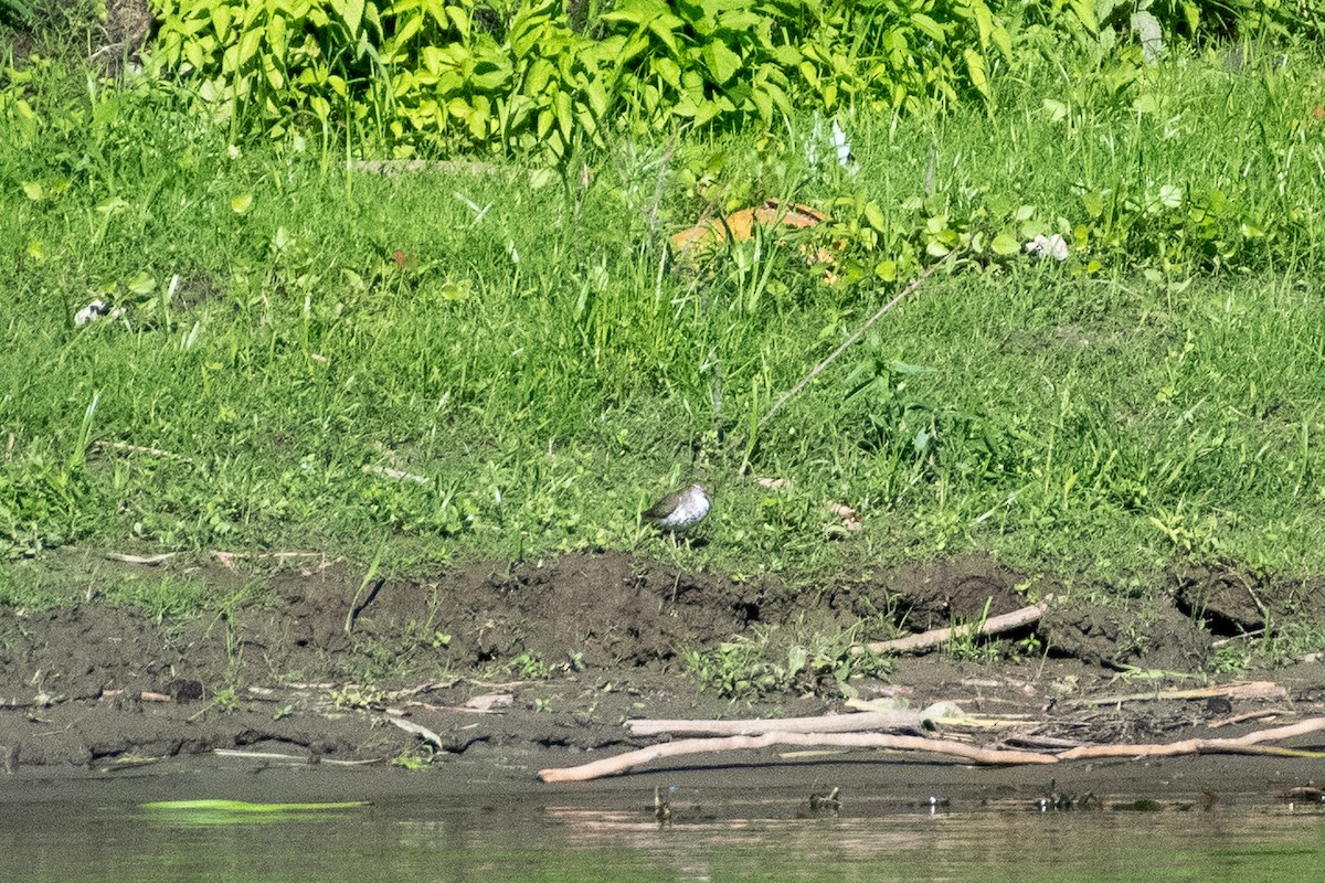 Spotted Sandpiper - ML273015311