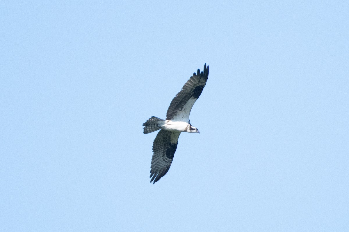 Balbuzard pêcheur - ML273015331