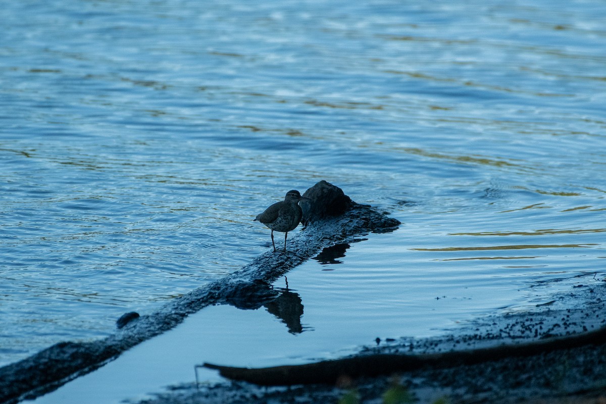 Spotted Sandpiper - ML273015461