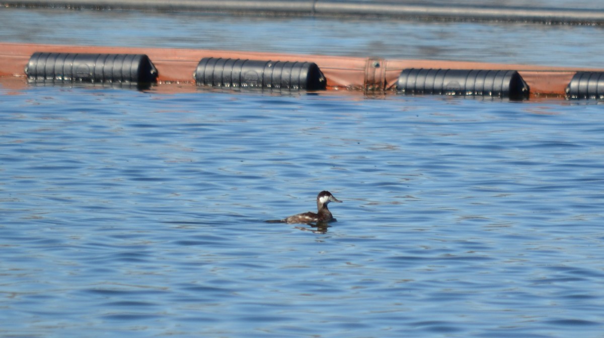 Ruddy Duck - ML27301661