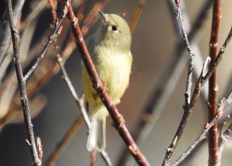 Ruby-crowned Kinglet - ML273017011