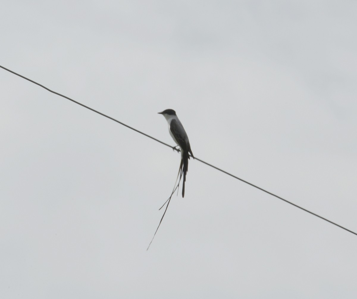 Fork-tailed Flycatcher - Bill Matthews