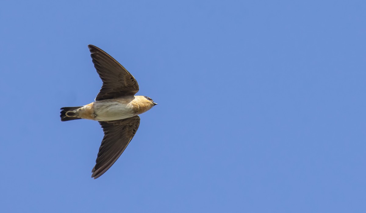 Cave Swallow - ML273018131