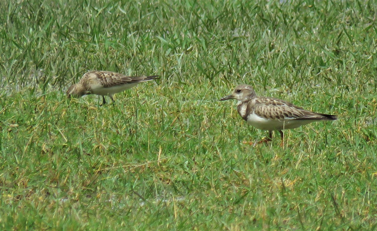 Ruddy Turnstone - Dennis Camacho Rojas