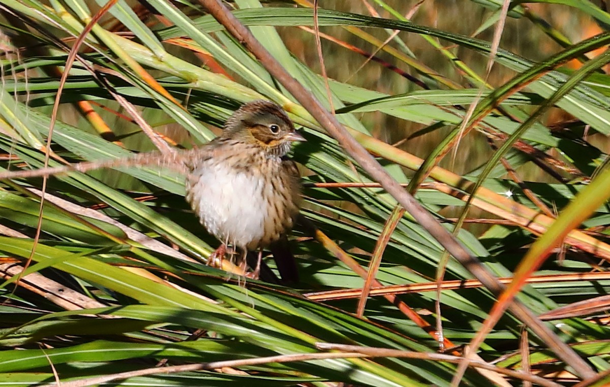 Lincoln's Sparrow - ML273018591