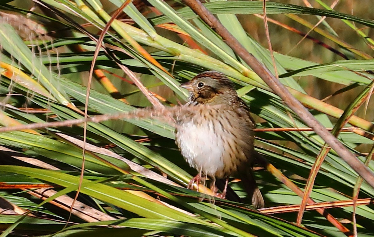 Lincoln's Sparrow - ML273018601