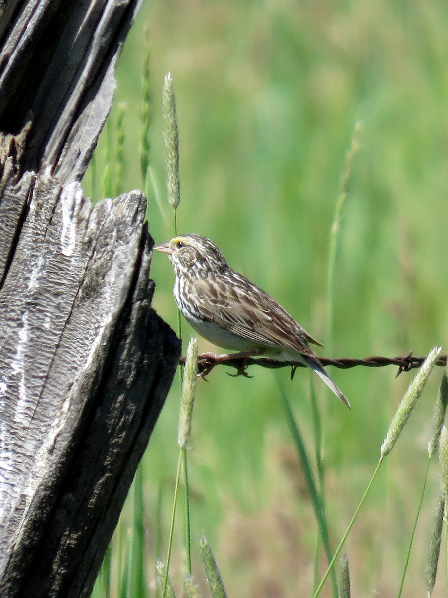 Savannah Sparrow - ML273019491