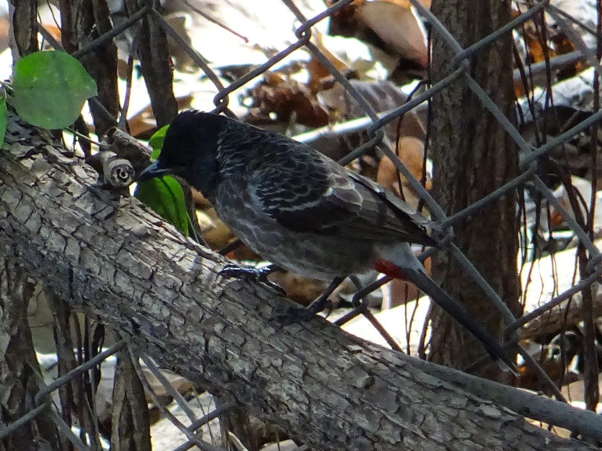 Red-vented Bulbul - ML273019521