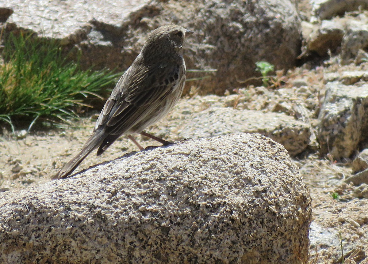 Plumbeous Sierra Finch - ML273019831