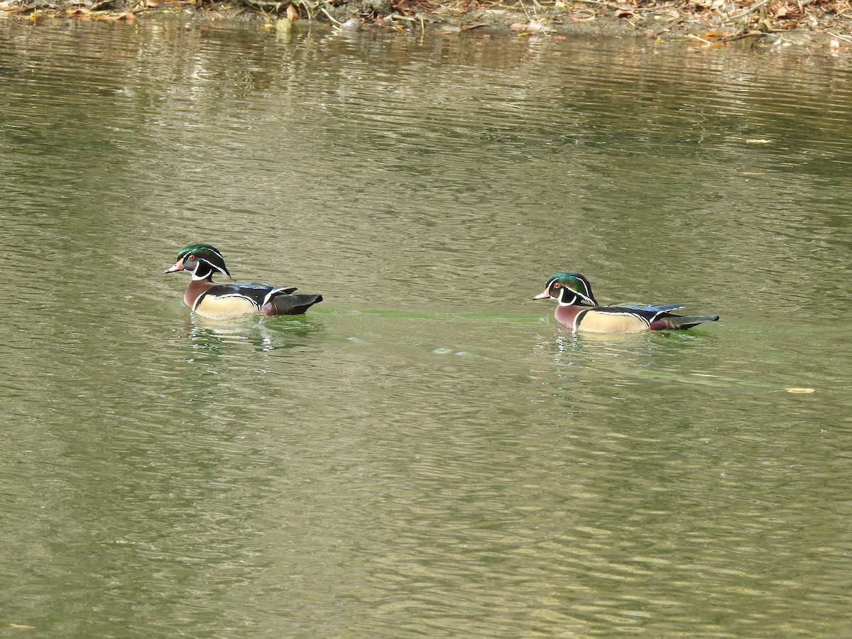 Wood Duck - ML273019891