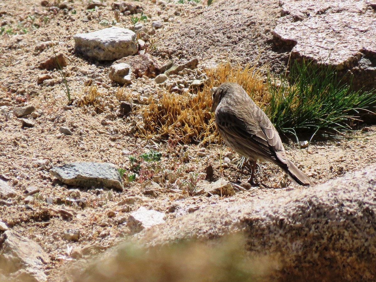 Plumbeous Sierra Finch - ML273020061