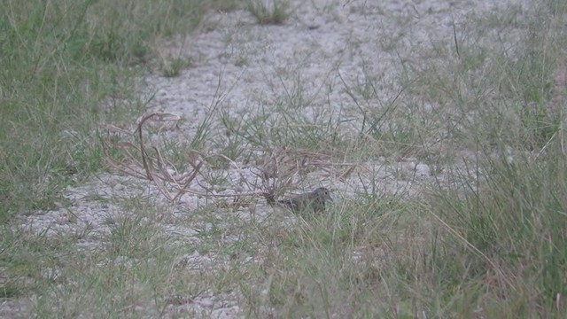 Plain-breasted Ground Dove - ML273020441