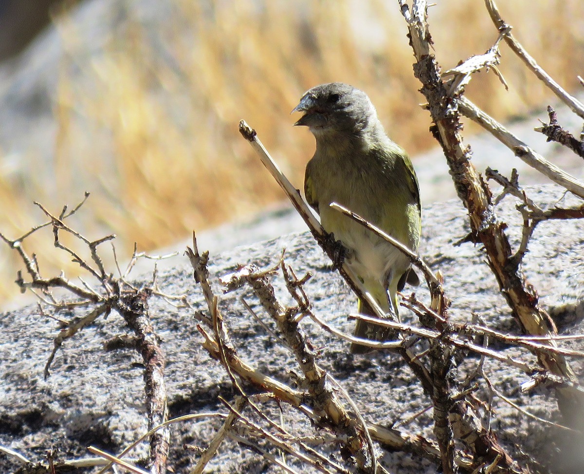 Thick-billed Siskin - ML273020481