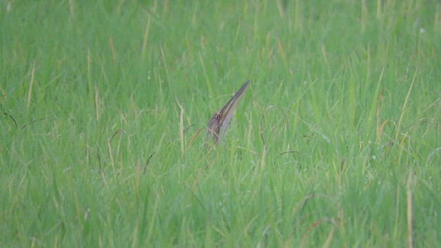 Pinnated Bittern - ML273020581