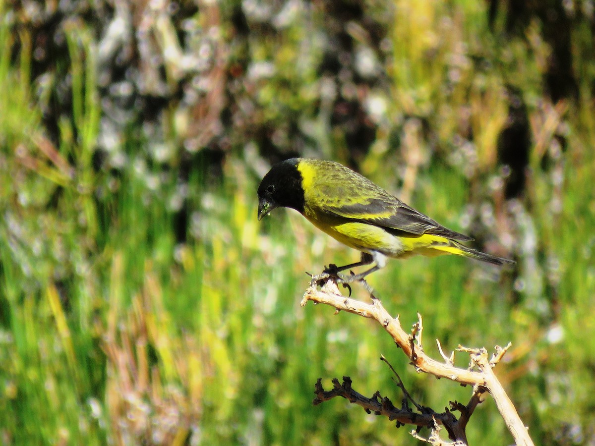 Thick-billed Siskin - ML273020721