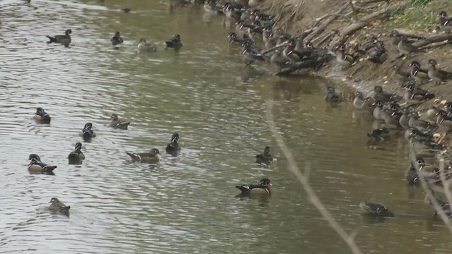 Wood Duck - ML273020861