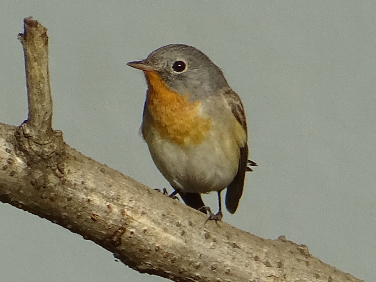 Red-breasted Flycatcher - ML273021561