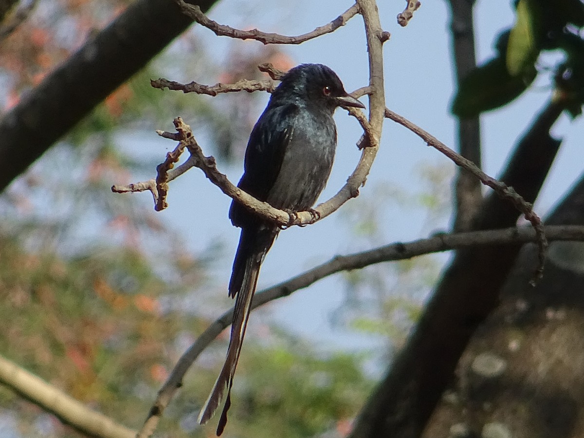 Kül Rengi Drongo - ML273021581