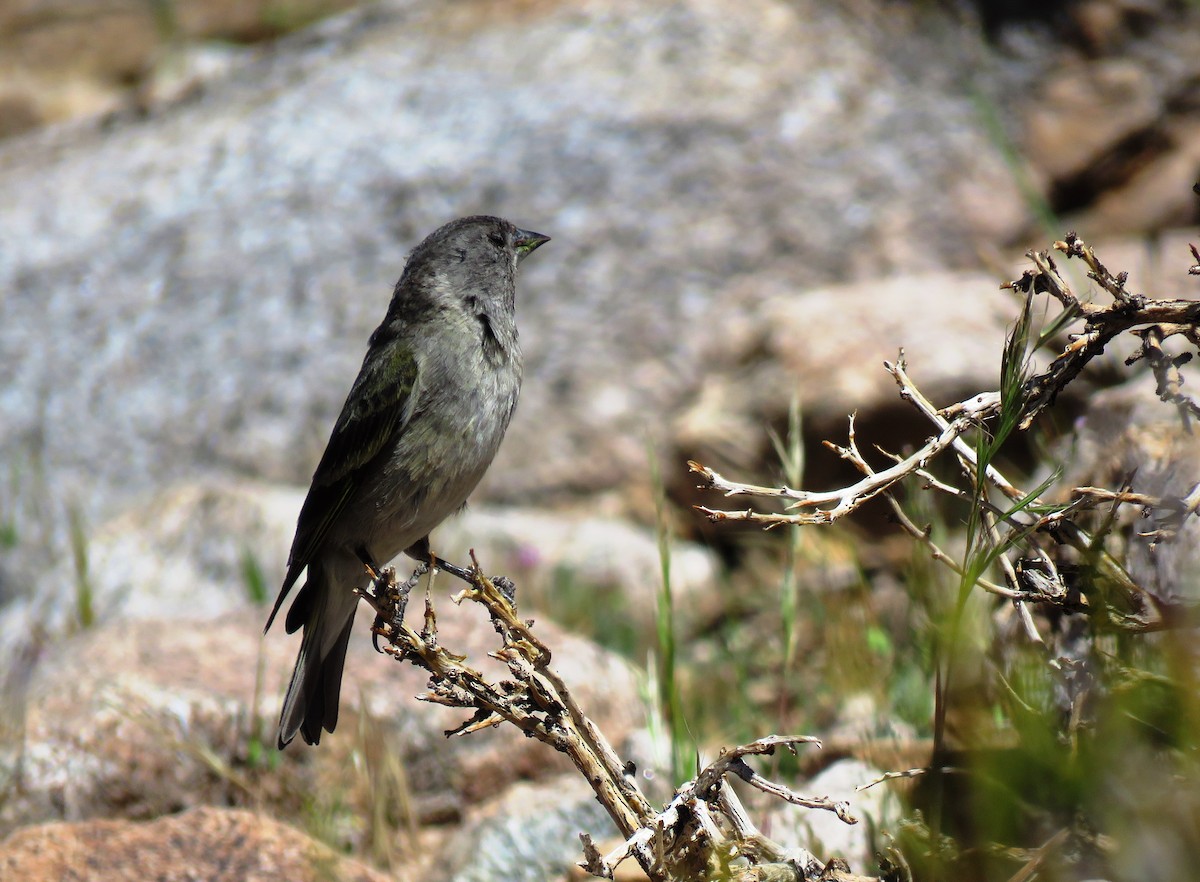 Thick-billed Siskin - ML273021651