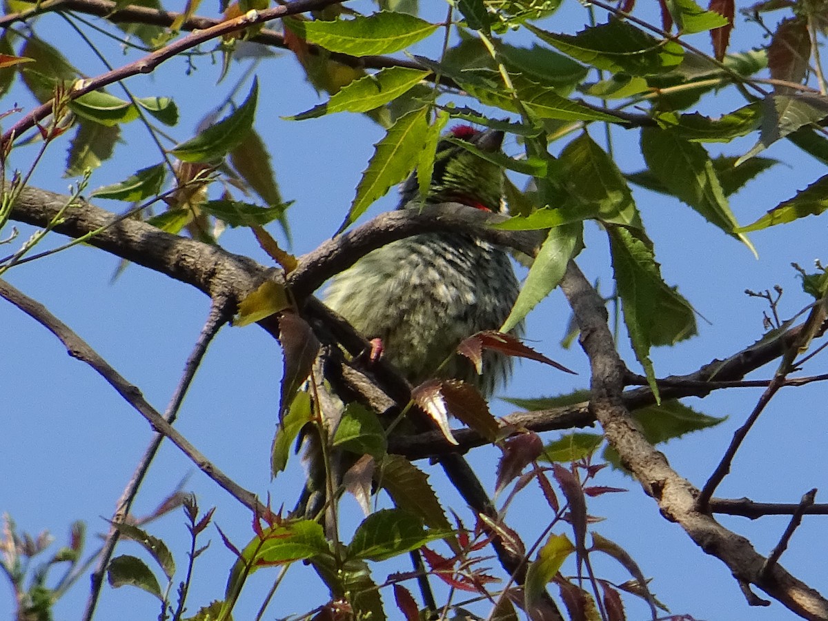Coppersmith Barbet - ML273021731