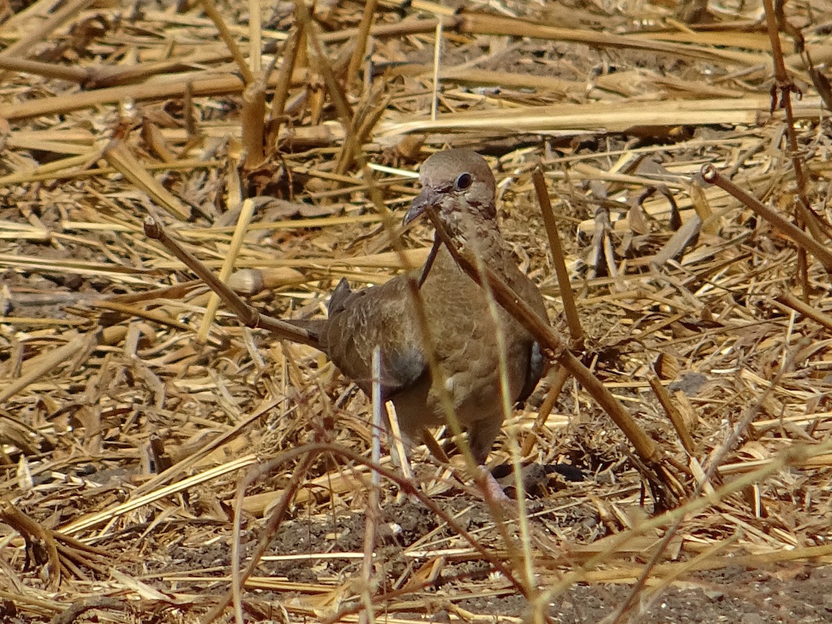 Tórtola Senegalesa - ML273021751