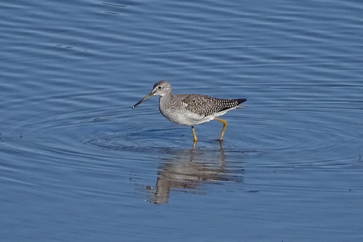 Greater Yellowlegs - ML273022021