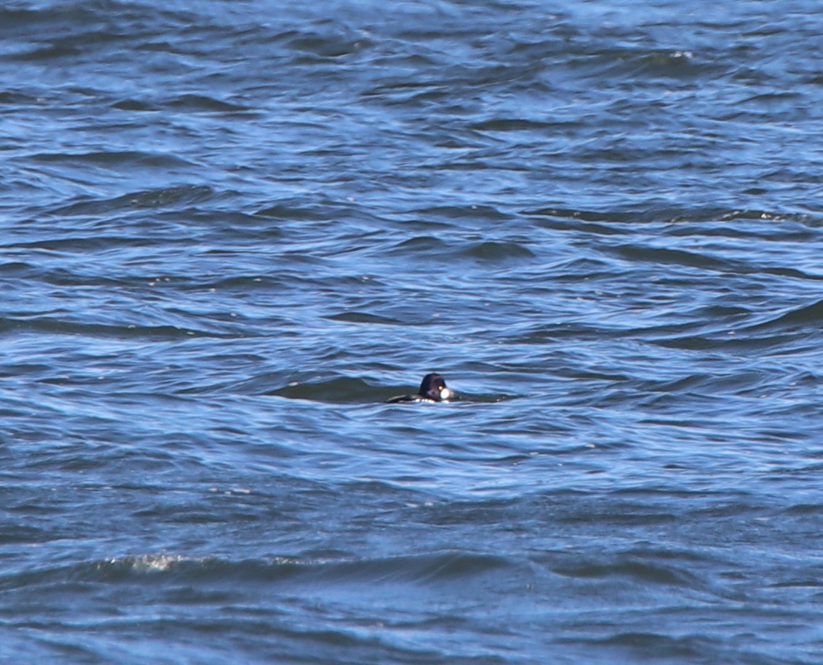 Barrow's Goldeneye - Russell Hillsley