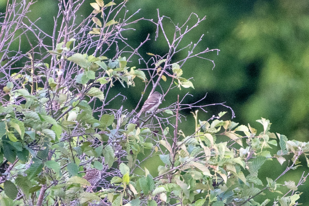 Alder Flycatcher - ML273022851