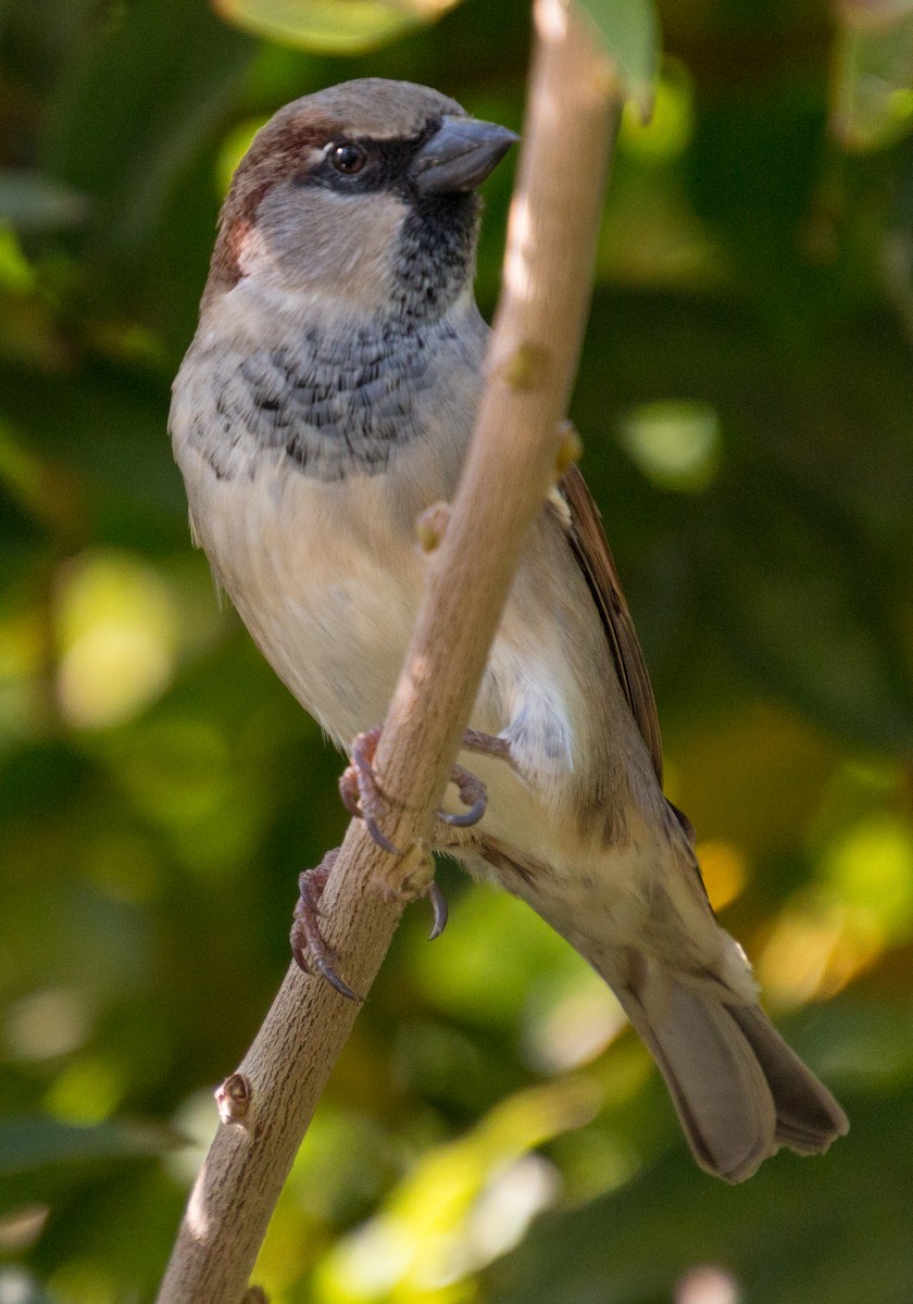 Оронгийн бор шувуу - ML273023411