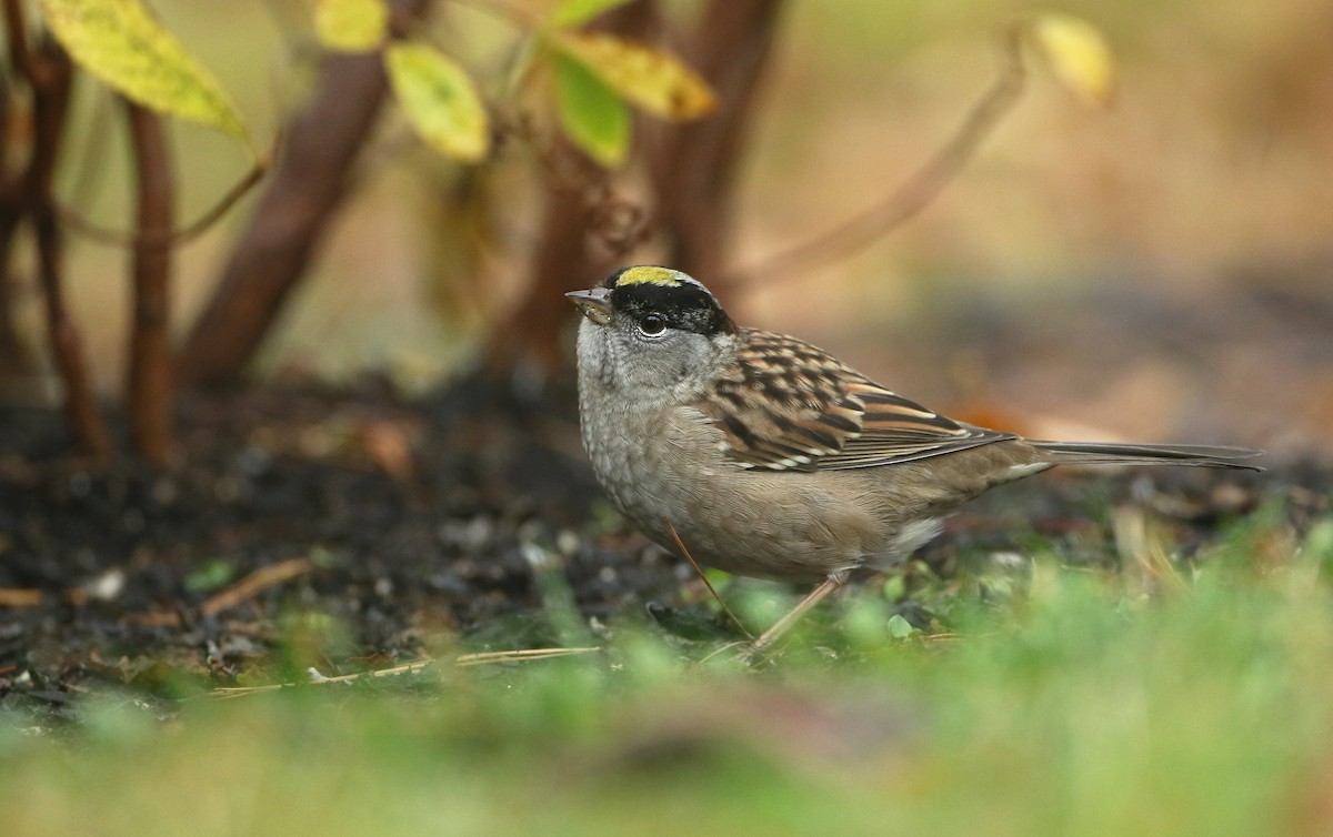 Golden-crowned Sparrow - Luke Seitz