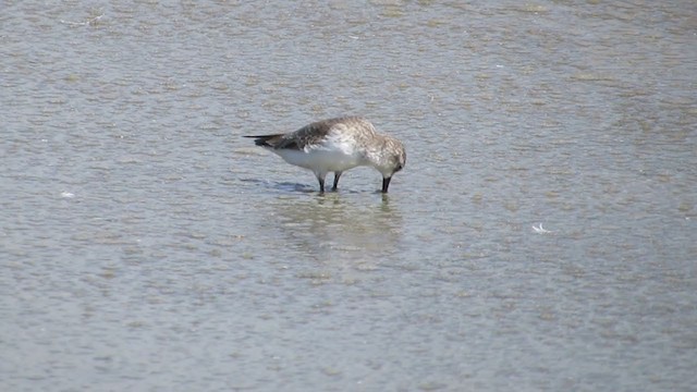 Semipalmated Sandpiper - ML273024381