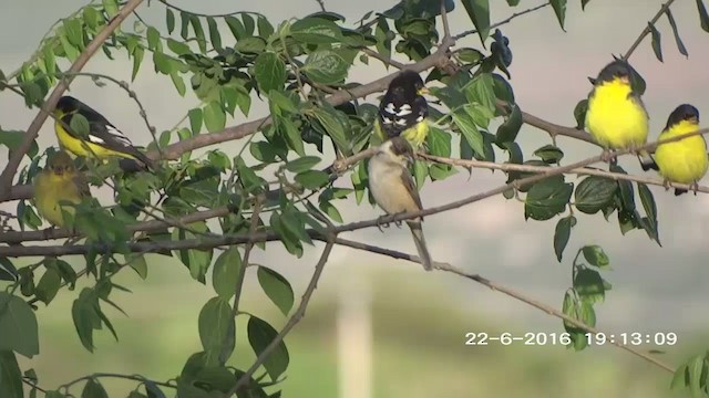 Lesser Goldfinch - ML273024801