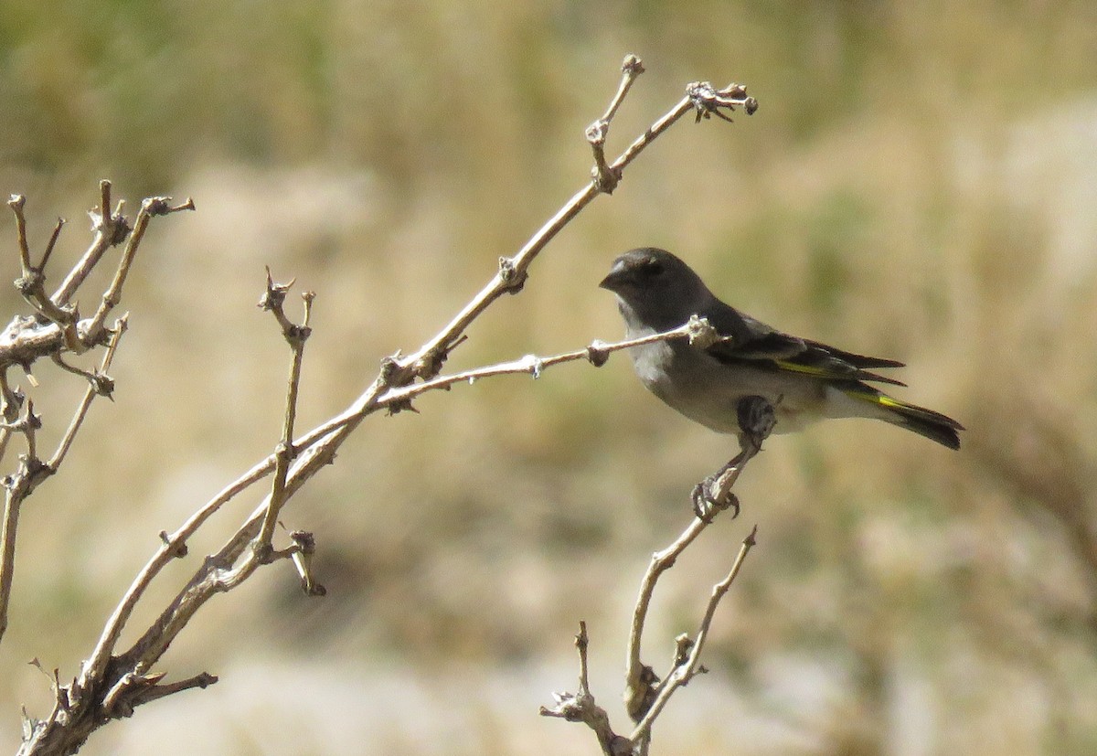 Thick-billed Siskin - ML273024921