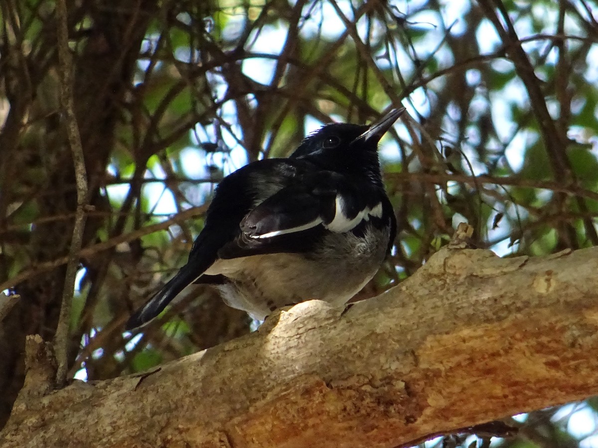 Oriental Magpie-Robin - ML273025211