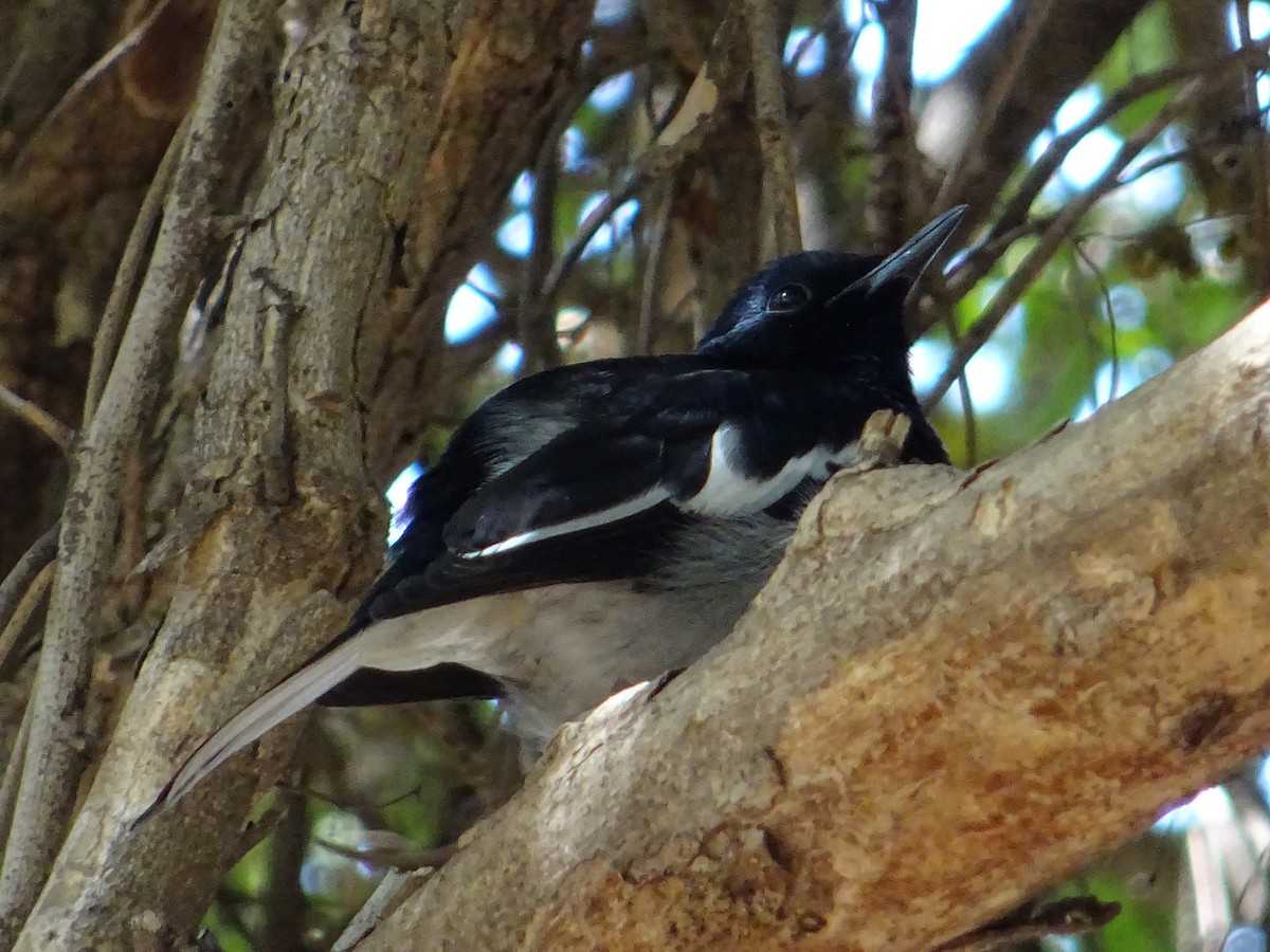 Oriental Magpie-Robin - James Court